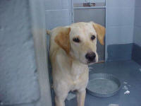 Handsome Puppy